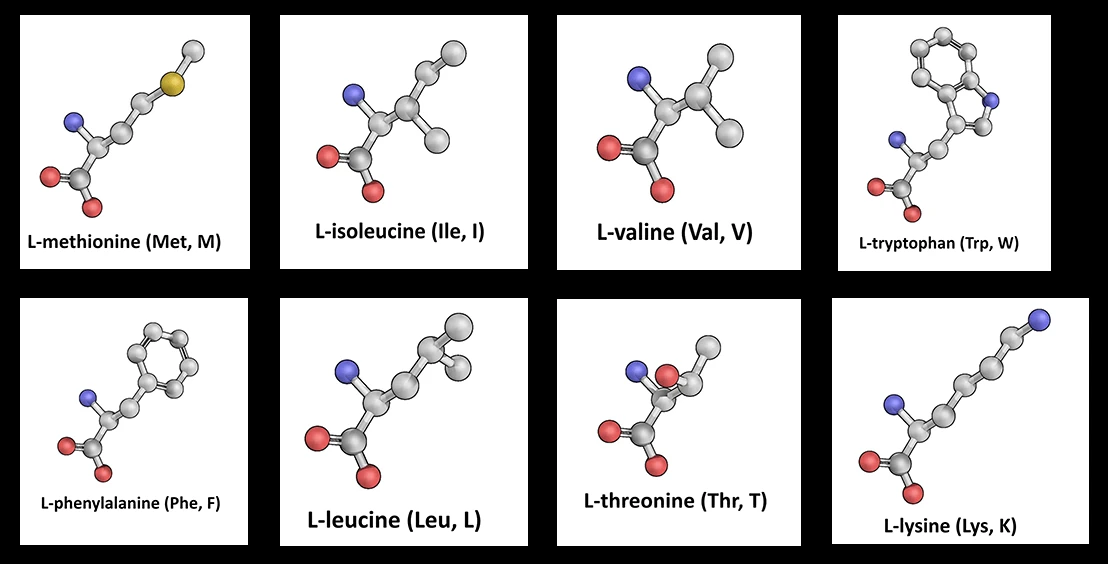 Advanced Amino Formula ingredients